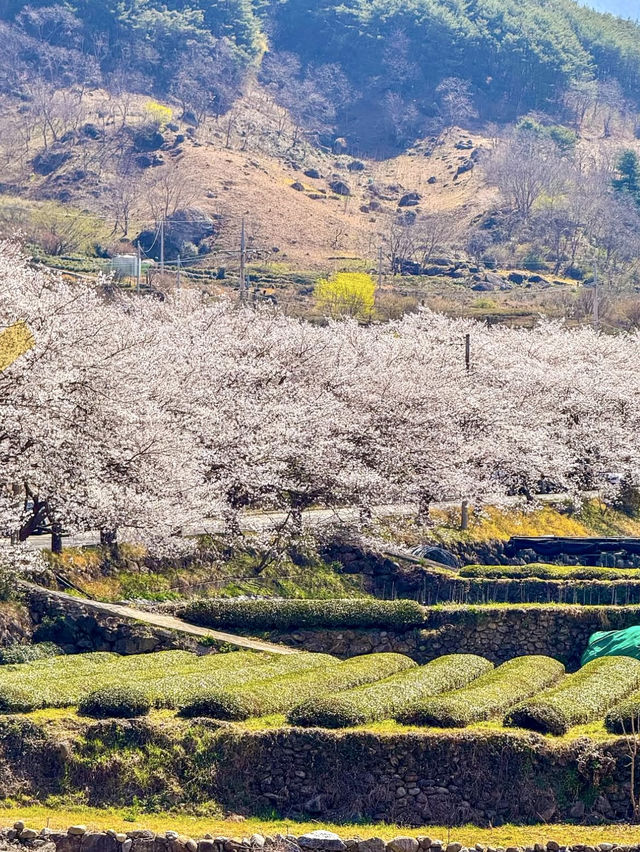 HWAGAE SAMSIN VILLAGE| A HIDDEN CHERRY BLOSSOM GEM IN KOREA