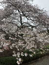 🌸【雨中偕樂園．櫻花靜賞漫旅】探訪日本三大名園之一｜水戶最值得造訪的春日秘境