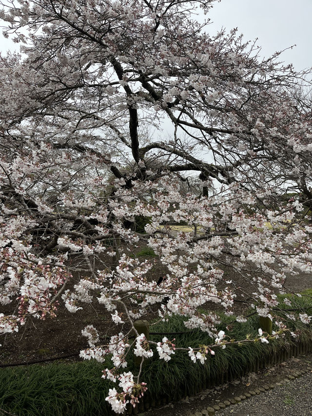 🌸【雨中偕樂園．櫻花靜賞漫旅】探訪日本三大名園之一｜水戶最值得造訪的春日秘境