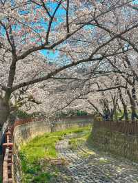 YEOJWACHEON STREAM | KOREA’S ROMANTIC CHERRY BLOSSOM WALKWAY 🌸🌉