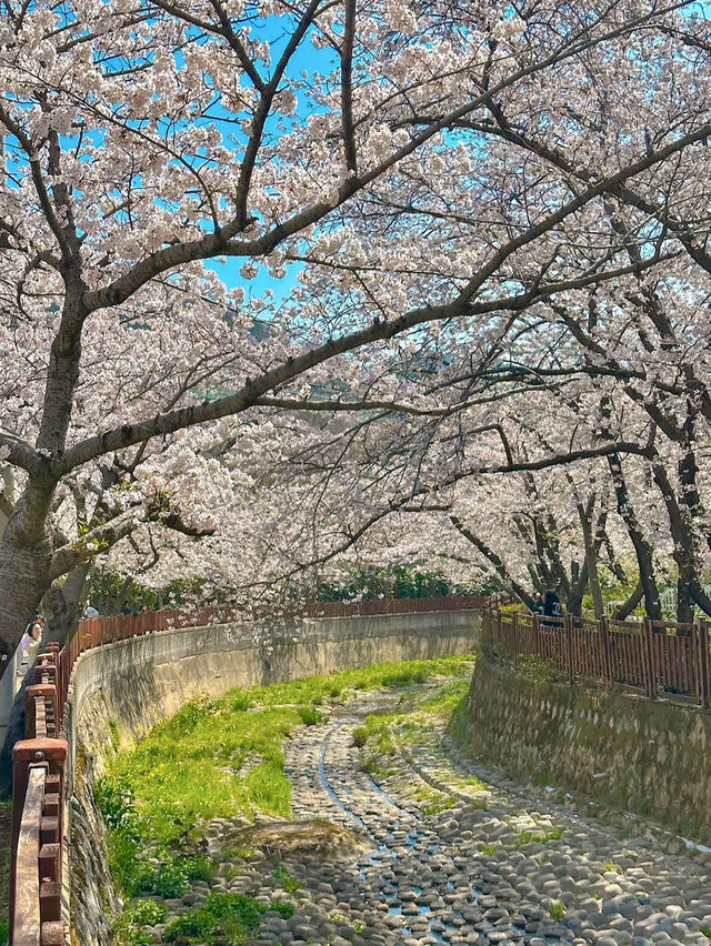 YEOJWACHEON STREAM | KOREA’S ROMANTIC CHERRY BLOSSOM WALKWAY 🌸🌉