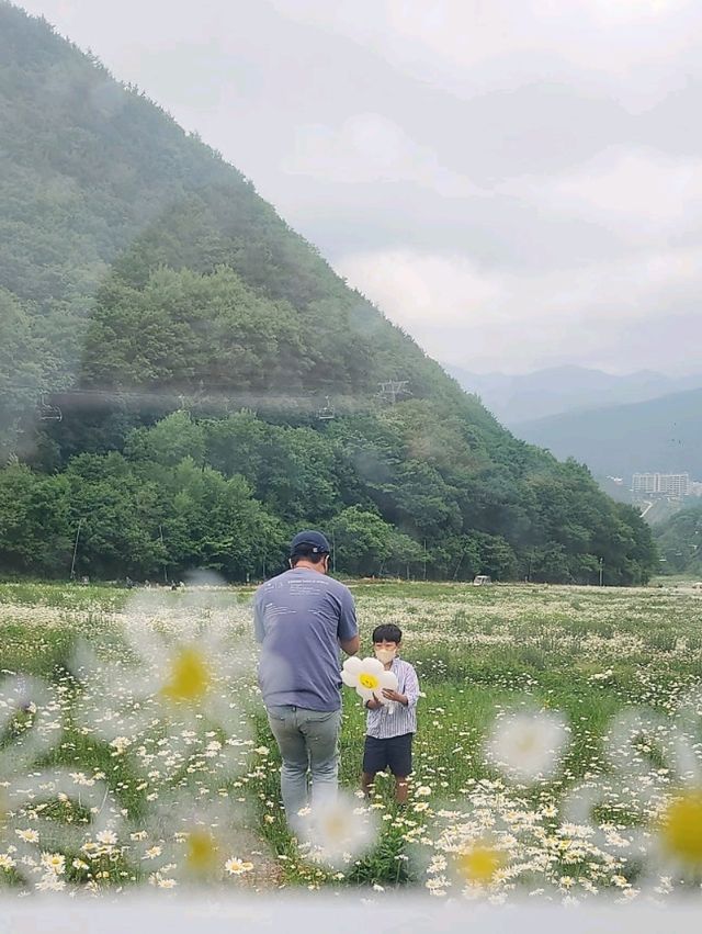 순백의 꽃세상 하이원샤스타데이지 