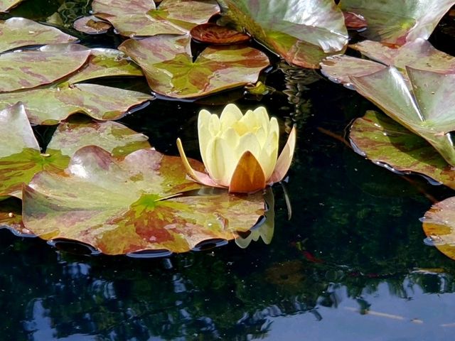 A First Visit to Hidcote – And Certainly Not the Last
