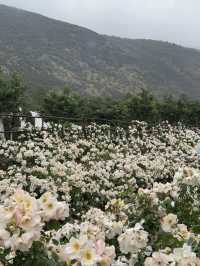 Raindrops & Blossoms: A Dreamy Stroll Through Tinghua Valley