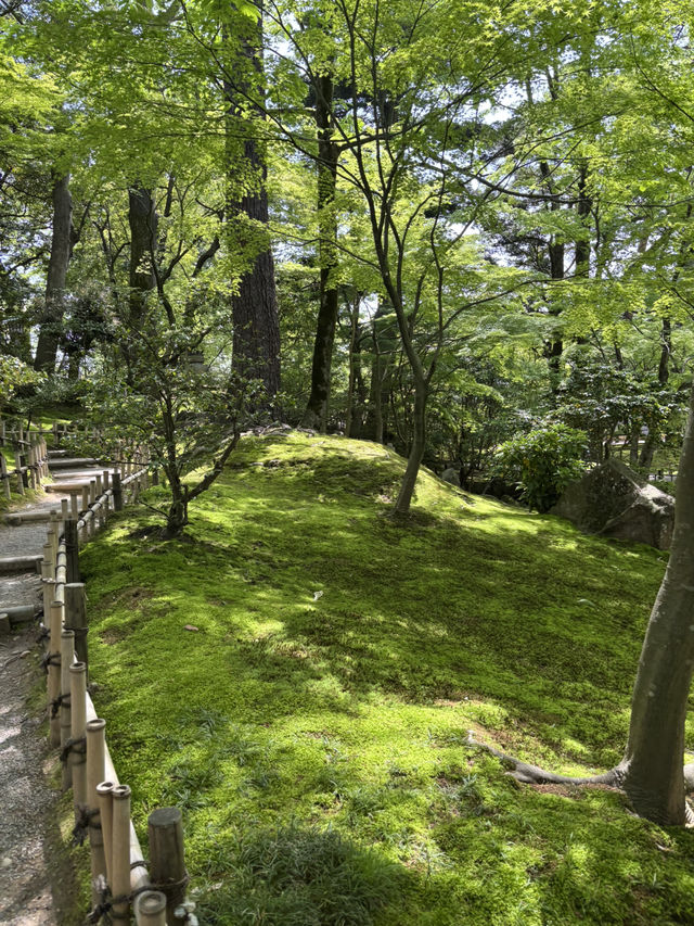【石川県・金沢市】大庭園！兼六園🌲