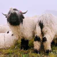 🐑🌄 Valais Sheep Farm Visit: Alpine Pastures, Woolly Friends & Swiss Cheese!