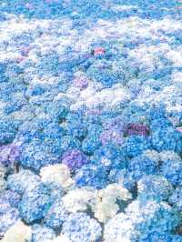 【岩手】この夏行きたい紫陽花映えスポット🩵🩵みちのくあじさい園☘️