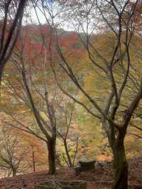 🚋【京都 嵐山】風ごと、景色ごと、心を運ぶ。「嵯峨野トロッコ列車」で五感の旅へ🍁🌿