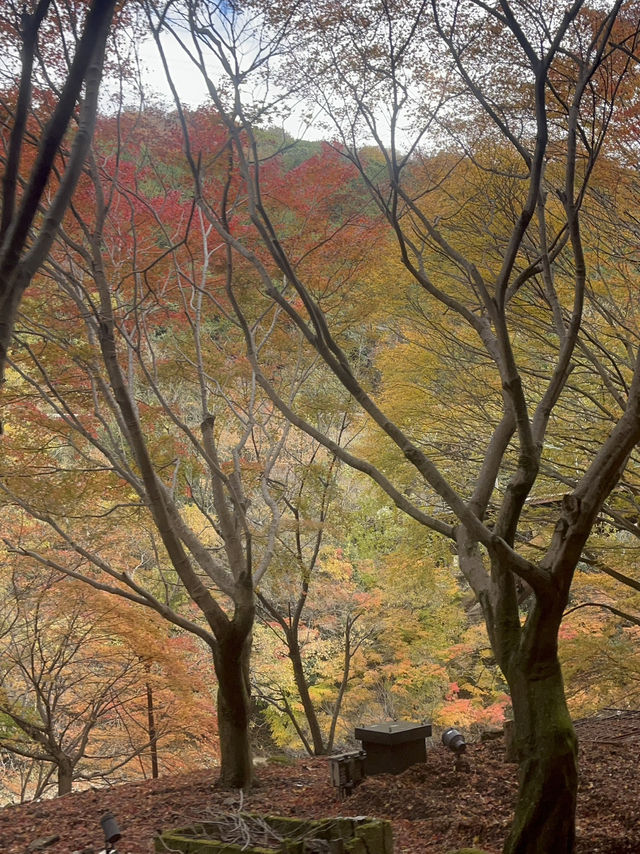 🚋【京都 嵐山】風ごと、景色ごと、心を運ぶ。「嵯峨野トロッコ列車」で五感の旅へ🍁🌿