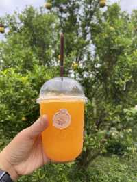 สวนส้ม Jinju เชียงใหม่  🍊