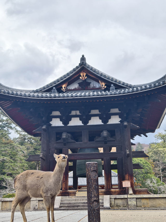 國家風景名勝區，奈良公園