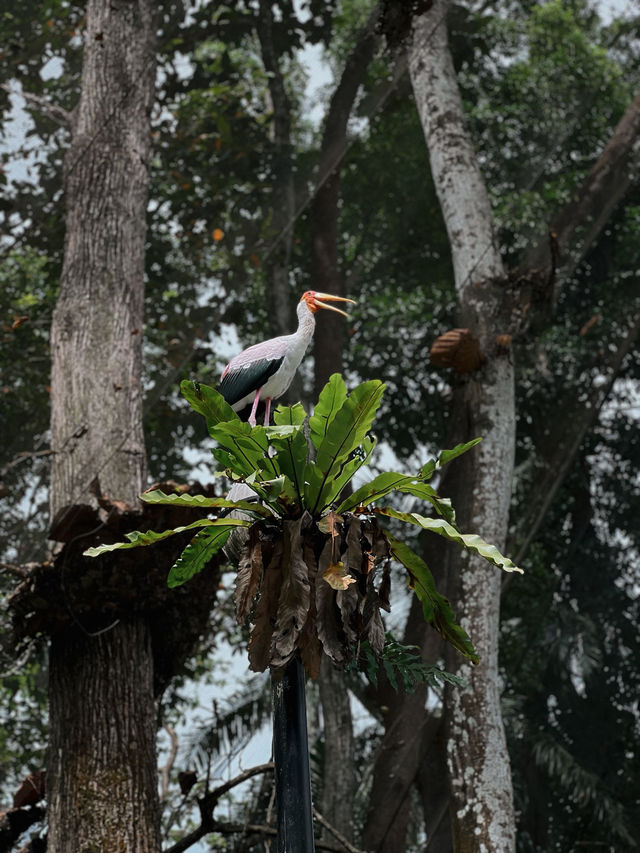 Birds, Beauty & Tropical Vibes at KL Bird Park 🦜🌴