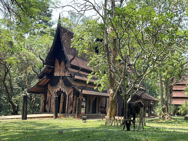 My budget trip to Chiang Rai👫😎👌