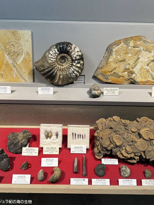 A Deep Exploration of Nature – My Visit to the Osaka Museum of Natural History 🦕