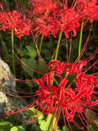真紅の絨毯に包まれる「巾着田曼珠沙華公園」で、秋の感動旅