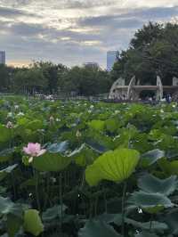 深圳洪湖公園，一年一度的荷花展，千萬不要錯過啊🪷