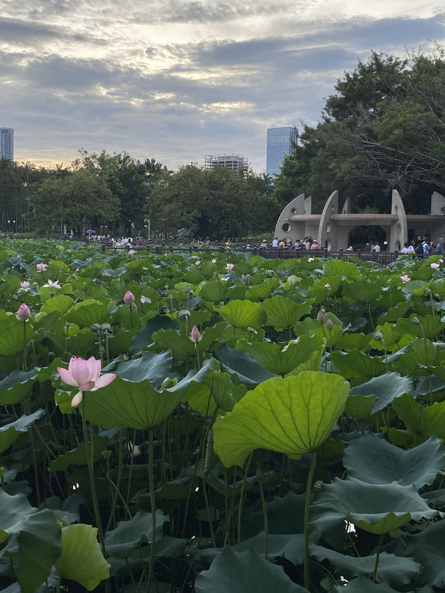 深圳洪湖公園，一年一度的荷花展，千萬不要錯過啊🪷