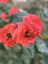 花に癒される！季節の花畑͛💠有名な観光地は？