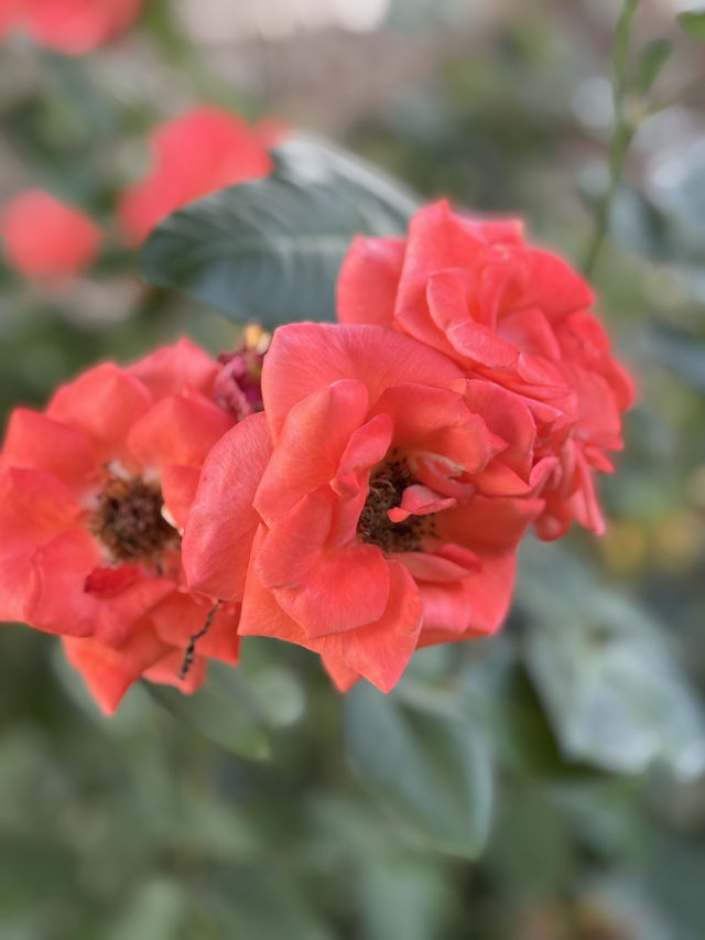 花に癒される！季節の花畑͛💠有名な観光地は？