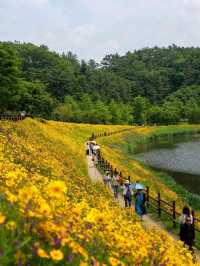 Flower Fields & Chill Walks in Haman’s Bloomy Wonderland