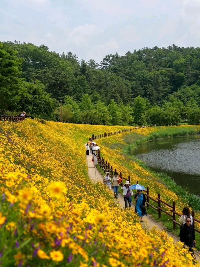 Flower Fields & Chill Walks in Haman’s Bloomy Wonderland