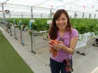 🍓 Berry Fun at Chura Ichigo Itoman House – Strawberry Picking in Okinawa!