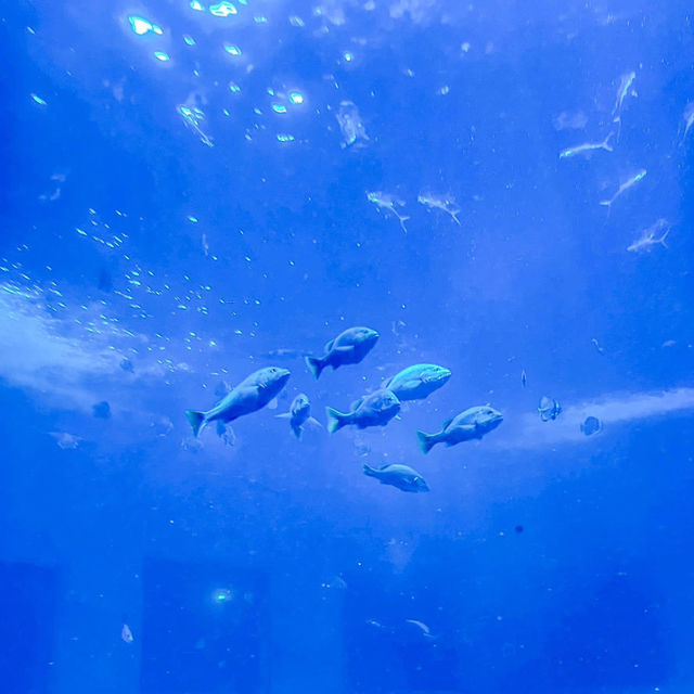 สถาบันวิทยาศาสตร์ทางทะเล มหาวิทยาลัยบูรพา 🐟🐠🐡🎏
