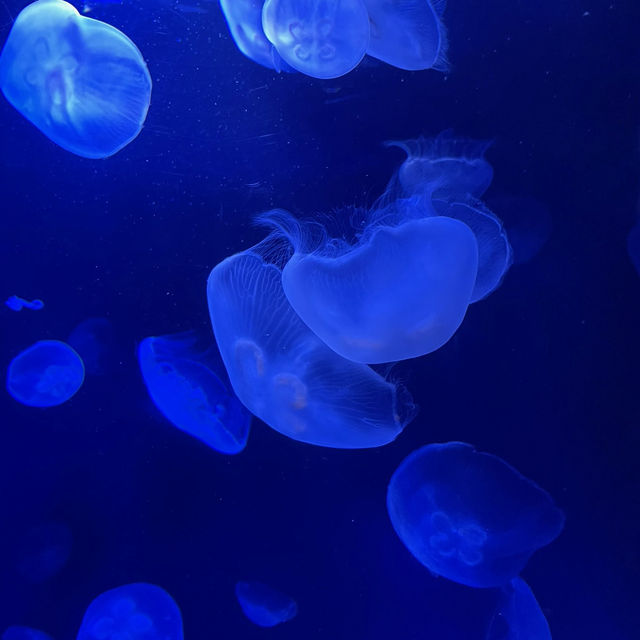 【東京/池袋🇯🇵】空飛ぶ水族館🦭サンシャイン水族館