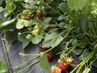 Summer Berry Picking in Sweden: A Sweet Tradition! 🍓🫐