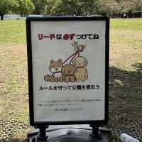 【東京/代々木🇯🇵】都会でリラックスするなら😌代々木公園
