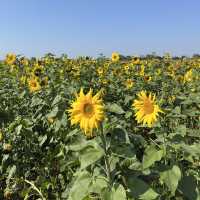 雲林莿桐花海🌻