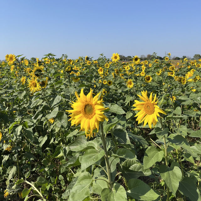 雲林莿桐花海🌻