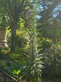Gorsedd Gardens Raod