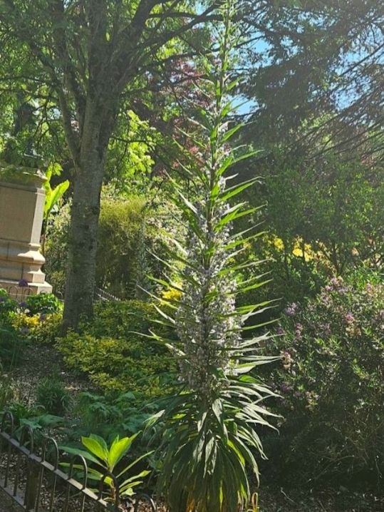 Gorsedd Gardens Raod