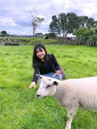 ไปหาน้องแกะที่ Ambury Farm Regional Park📍🐑