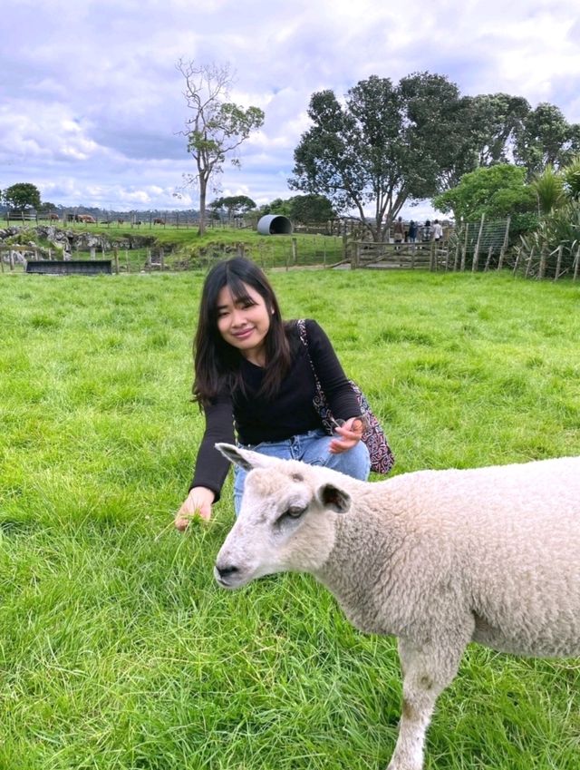 ไปหาน้องแกะที่ Ambury Farm Regional Park📍🐑