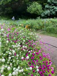 Garden of Morning Calm – A Serene Escape Near Seoul