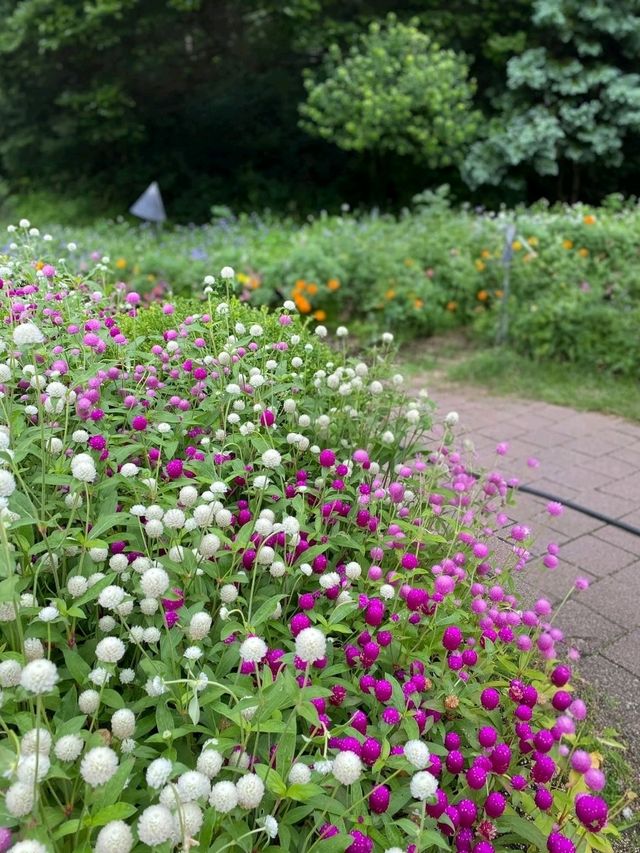 Garden of Morning Calm – A Serene Escape Near Seoul