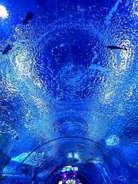 A Stroll Under the Sea in Shanghai Haichang Ocean Park