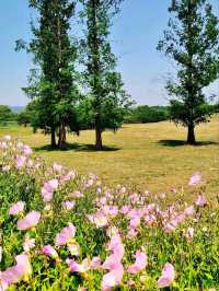 The Flower Fields of Liangzhu: A Living Neolithic Tapestry