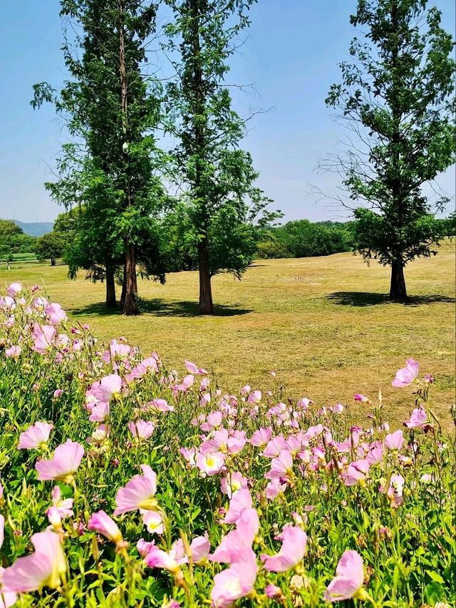 The Flower Fields of Liangzhu: A Living Neolithic Tapestry