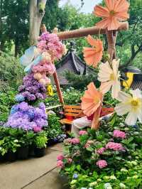 Yongfu Temple's Hydrangeas in Full Bloom