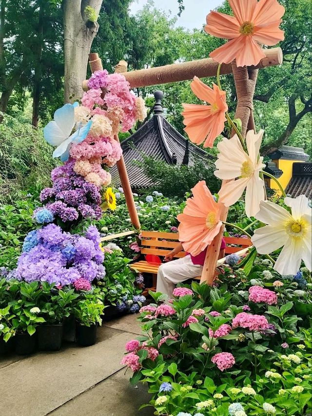 Yongfu Temple's Hydrangeas in Full Bloom