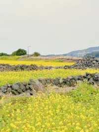 A Golden Tapestry Under Jeju's Sky