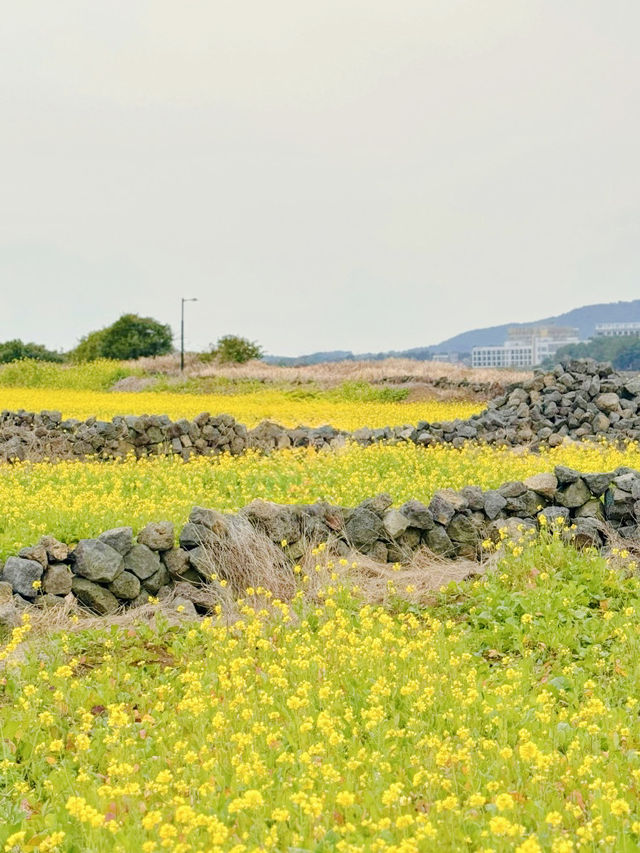 A Golden Tapestry Under Jeju's Sky