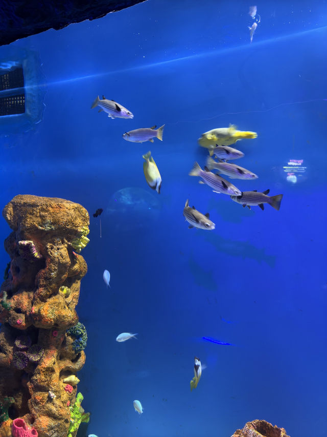 Stroller-Friendly Fun at Aquaria KLCC 👶🐠