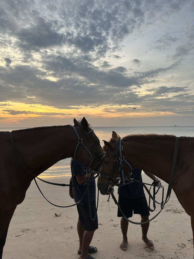 Unforgettable Sunset Horseback Riding at Phuket International Horse Club 🇹🇭 