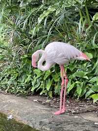 Taipei Zoo Adventure