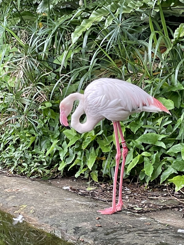 Taipei Zoo Adventure