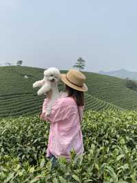 Anji Tea Plantation – A Serene Escape into Hangzhou’s Green Tea Paradise
